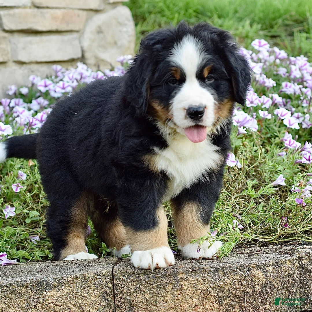 Bernese Mountain Dog dogs for sale: Mr. Barney - Ad 2