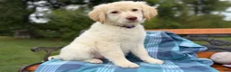 Mixed Breed dogs for sale: Regina (Girl) - Ad 5