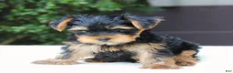 Yorkshire Terrier dogs for sale: Riley - Ad 4