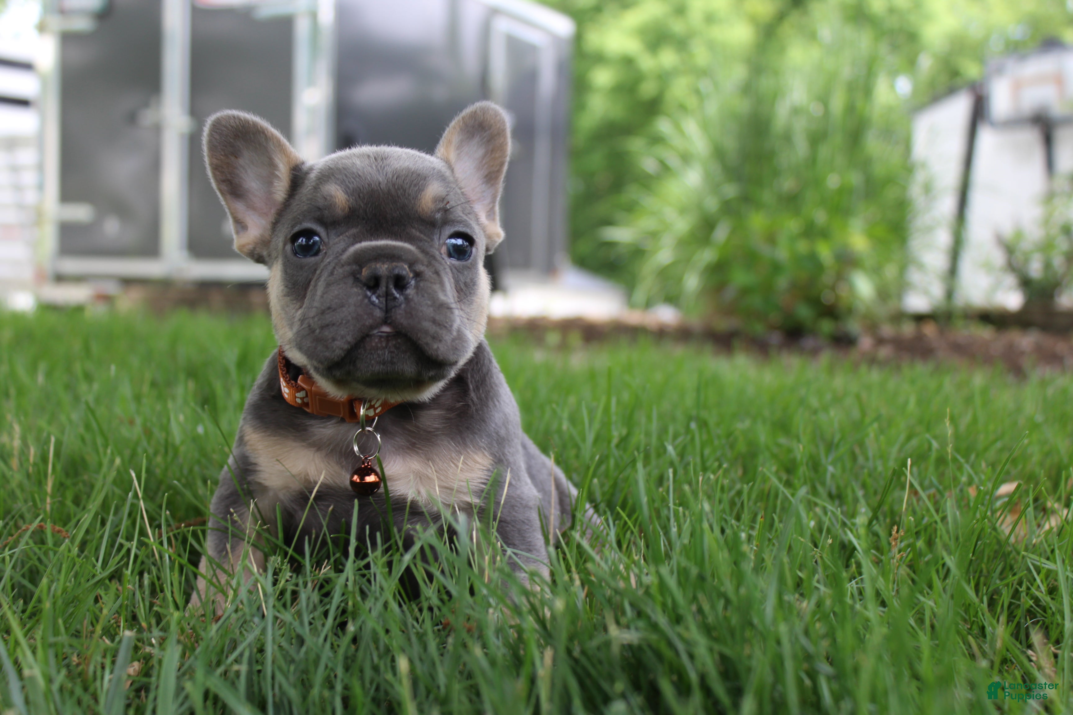 French Bulldog dogs for sale: AKC Jack - Ad 6