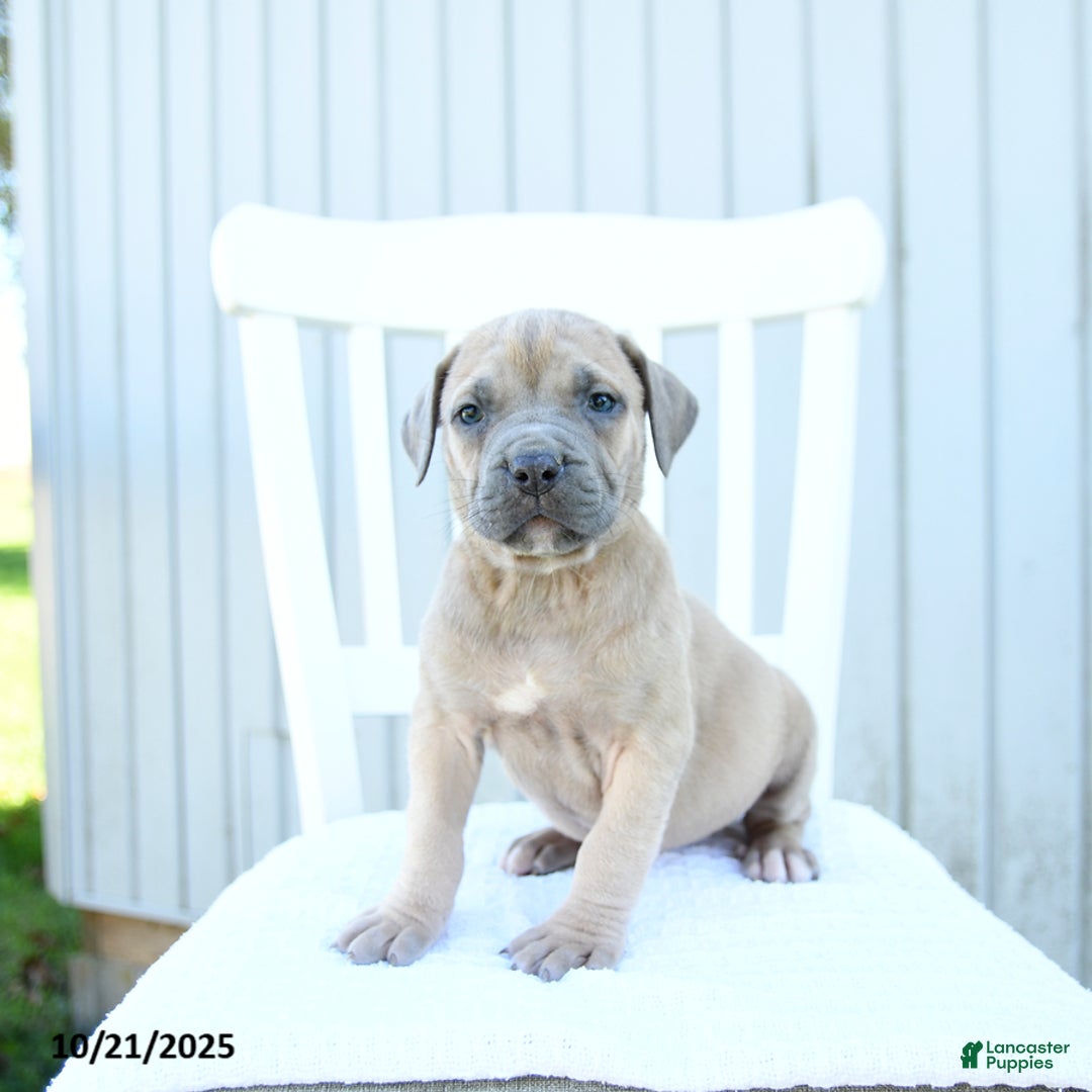 Audrey for sale in Gordonville Lancaster Puppies