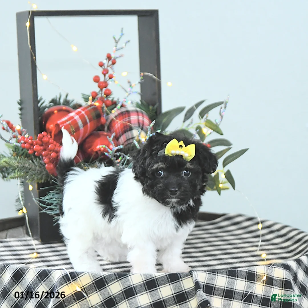 Havapoo dogs for sale: Ember - Ad 8