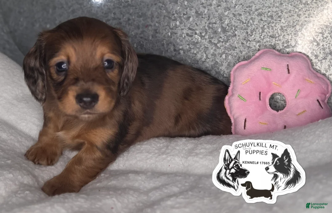 Miniature Dachshund dogs for sale: Muffin - Ad 2