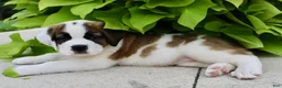 Saint Bernard dogs for sale: Ruby Kae - Ad 6