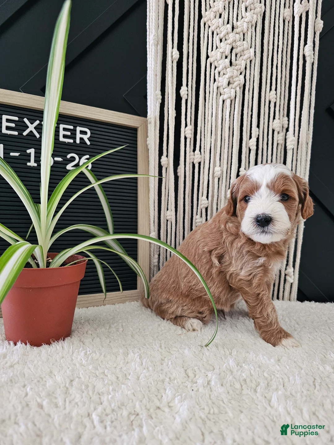 Mini Goldendoodle dogs for sale: Dexter - Ad 2