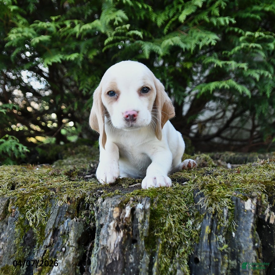 Beagle dogs Willow - Ad 1