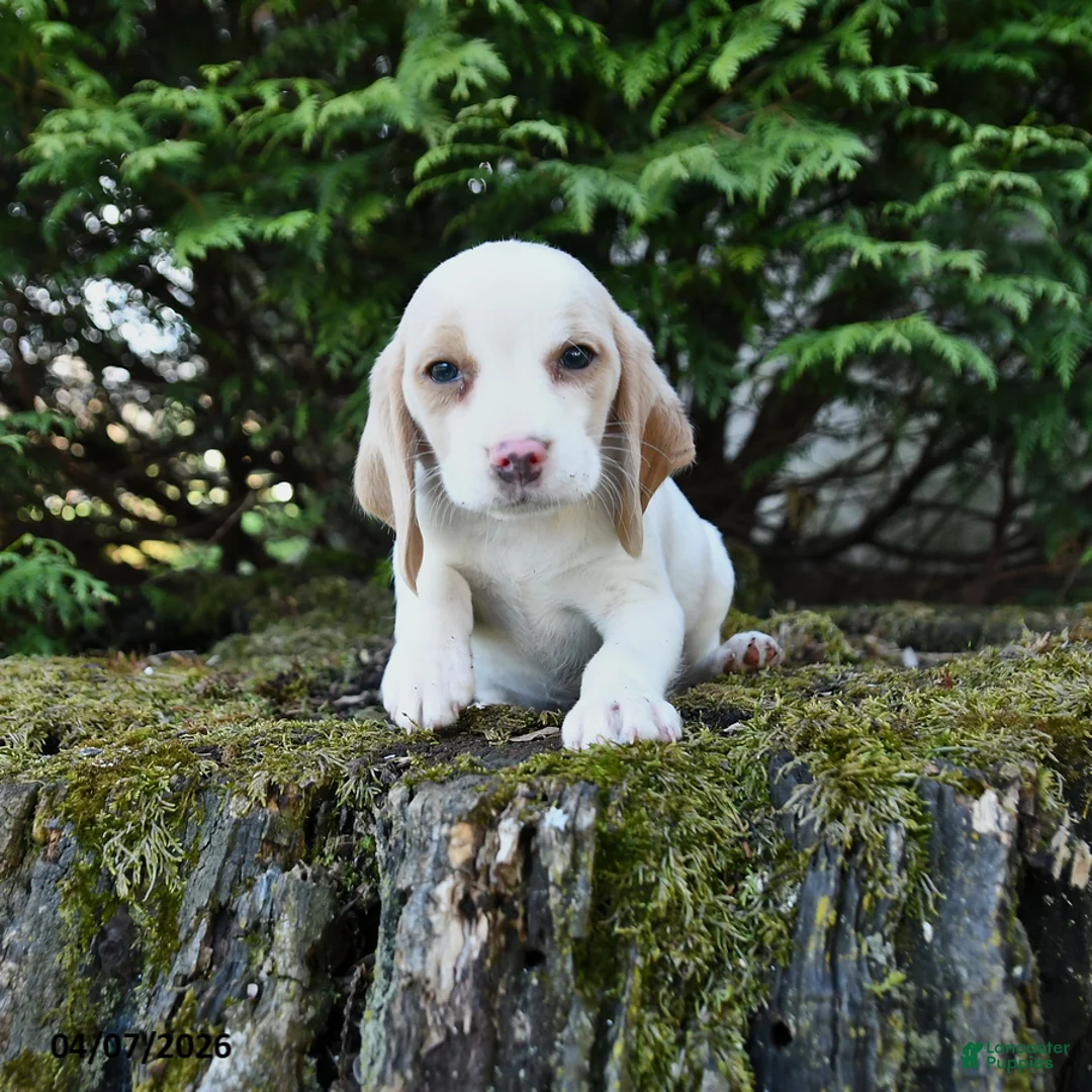 Beagle dogs for sale: Willow - Ad 1