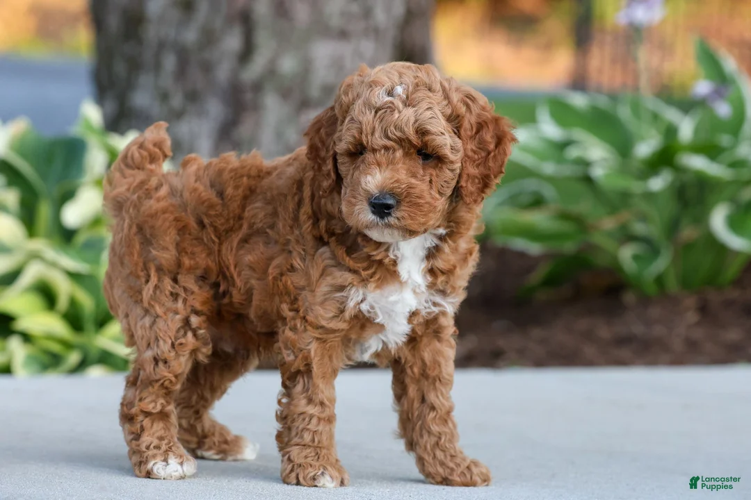Miniature Poodle dogs for sale: Jesse - Ad 1