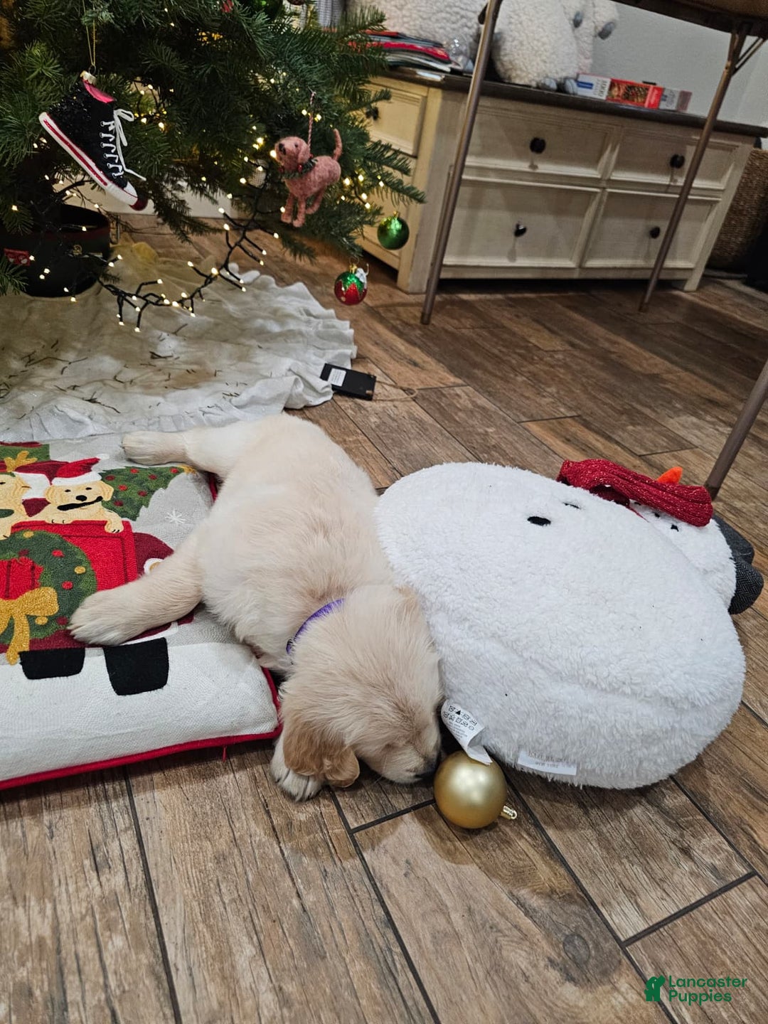 Golden Retriever dogs for sale: Golden Retriever Puppy 4 - Ad 64