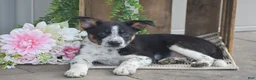 Mixed Breed dogs for sale: Bennett - Ad 2