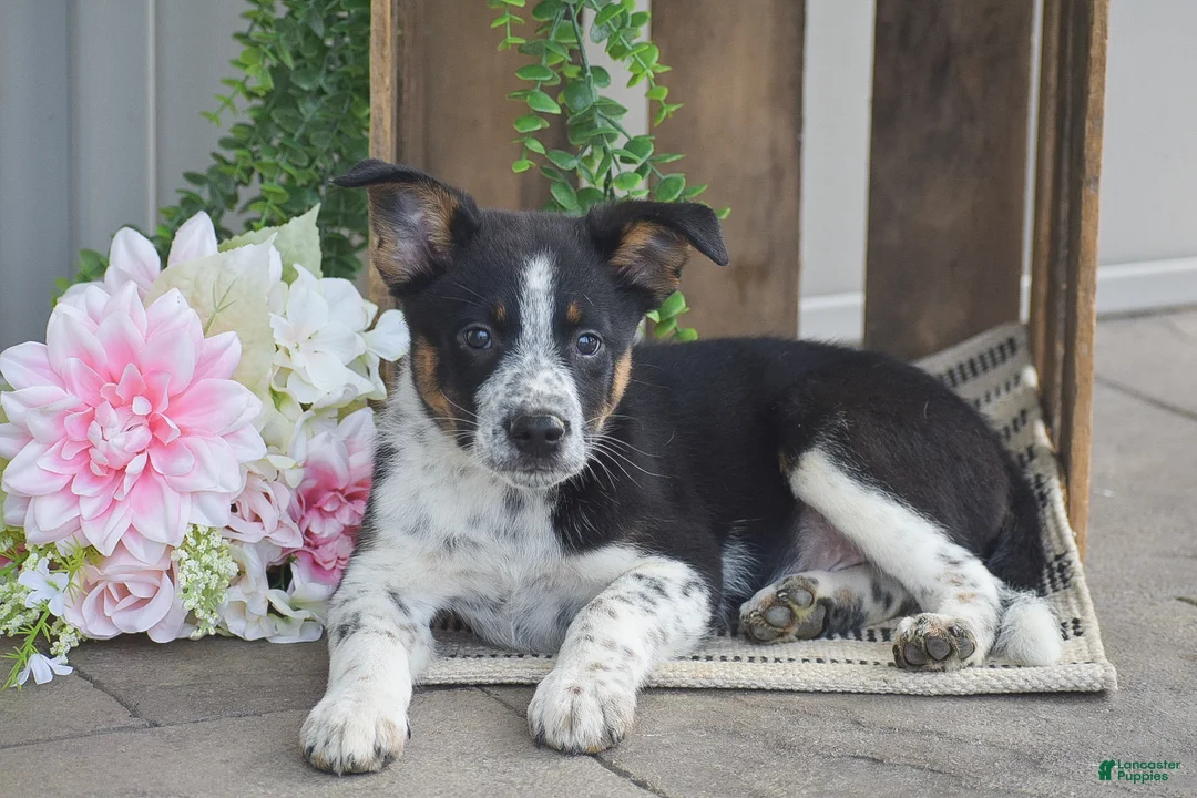 Mixed Breed dogs for sale: Bennett - Ad 2