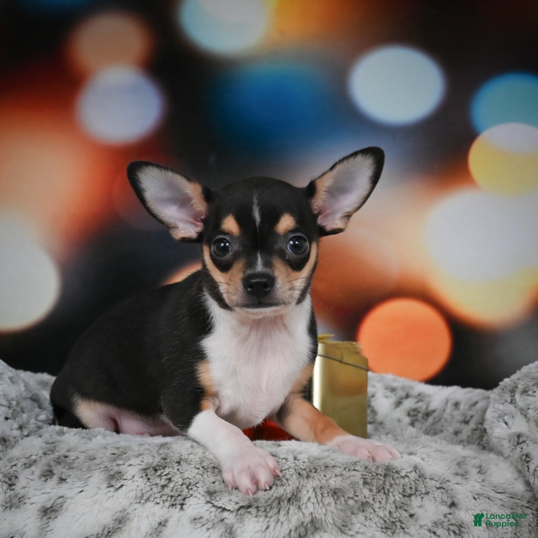 Chihuahua dogs for sale: Luca - Ad 10