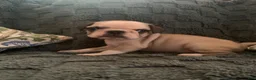 Frug dogs for sale: Rabbit - Ad 2