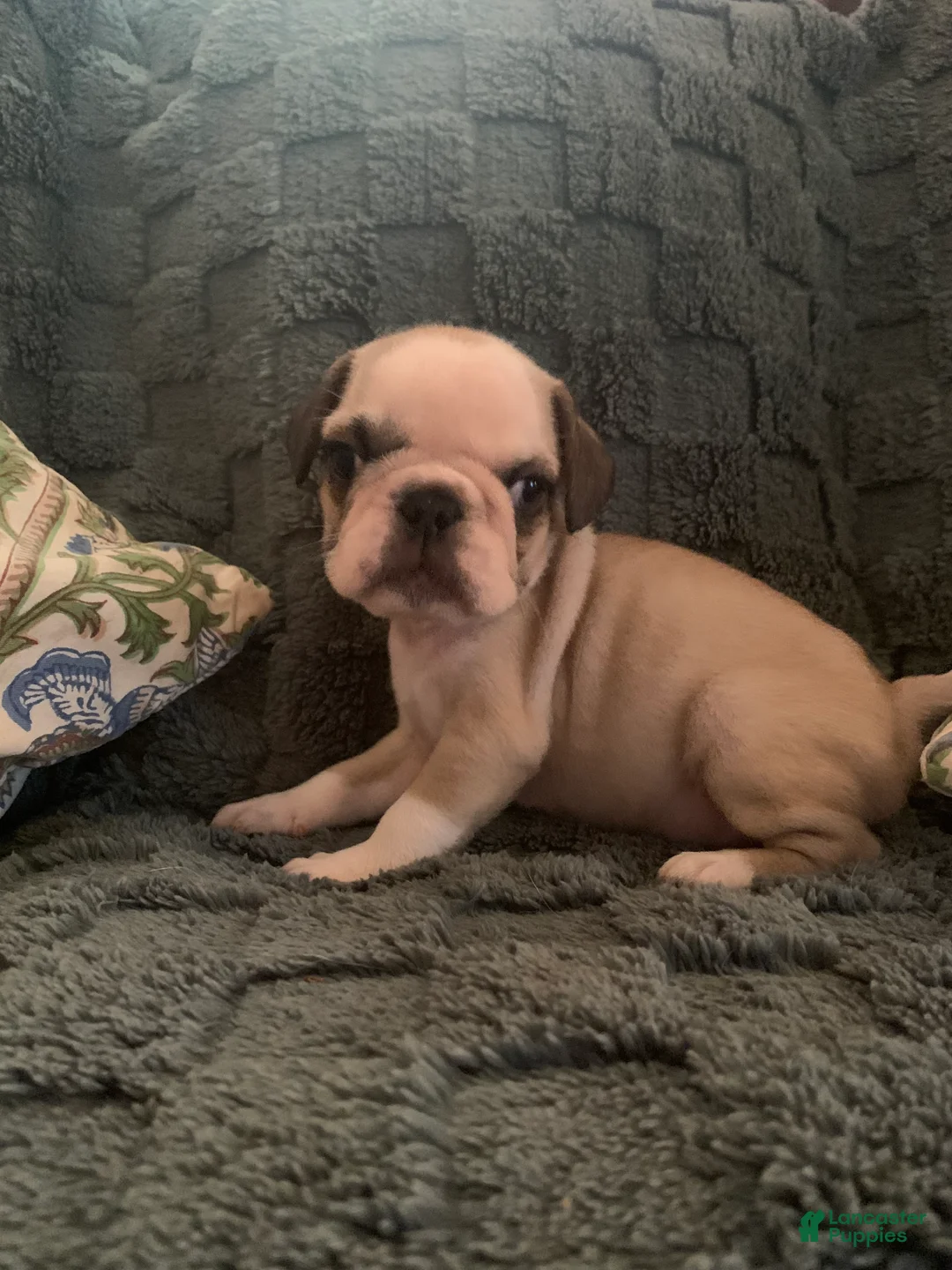 Frug dogs for sale: Rabbit - Ad 2