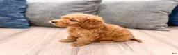 Mini Goldendoodle dogs for sale: Jack - Ad 4