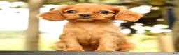 Cavalier King Charles Spaniel dogs for sale: Violet - Ad 1