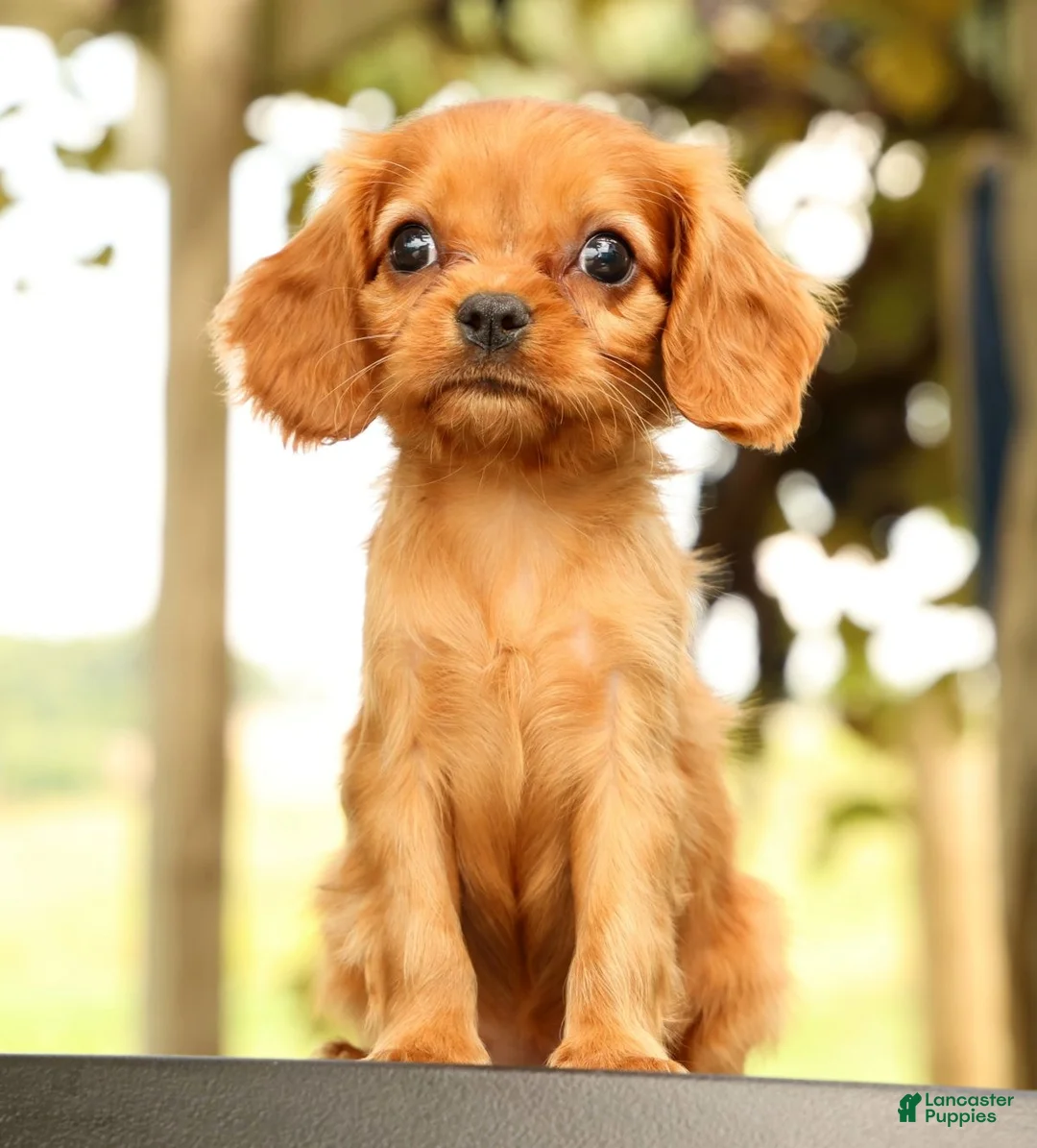 Cavalier King Charles Spaniel dogs for sale: Violet - Ad 1