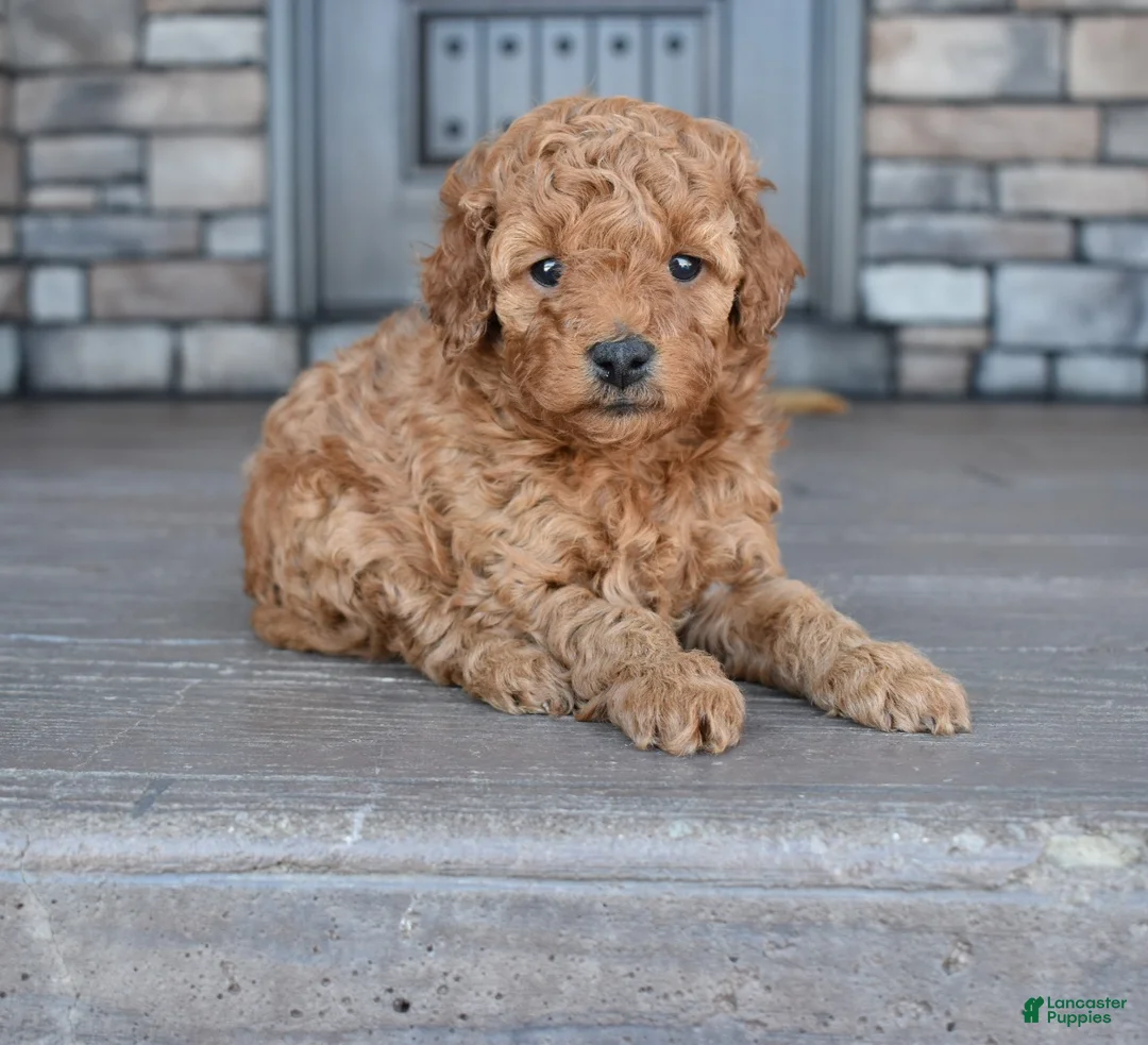 Mini Goldendoodle dogs for sale: Ava - Ad 2