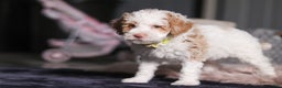 Miniature Poodle dogs for sale: Mateo - Ad 3