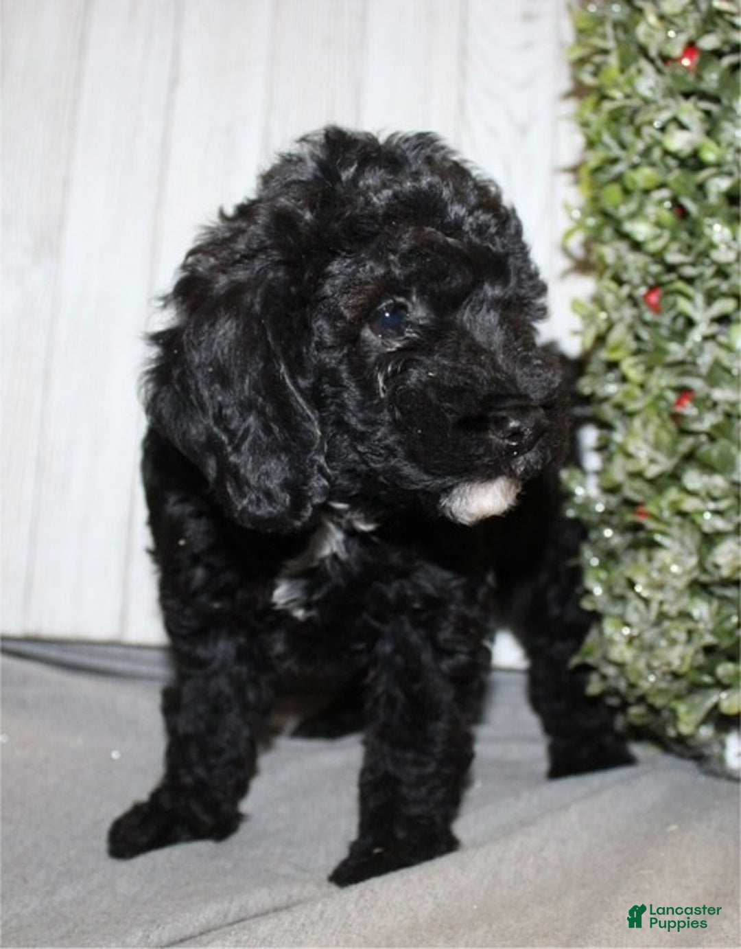 Mixed Breed dogs for sale: Darla - Ad 6