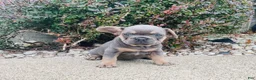 French Bulldog dogs for sale: Sadie - Ad 9