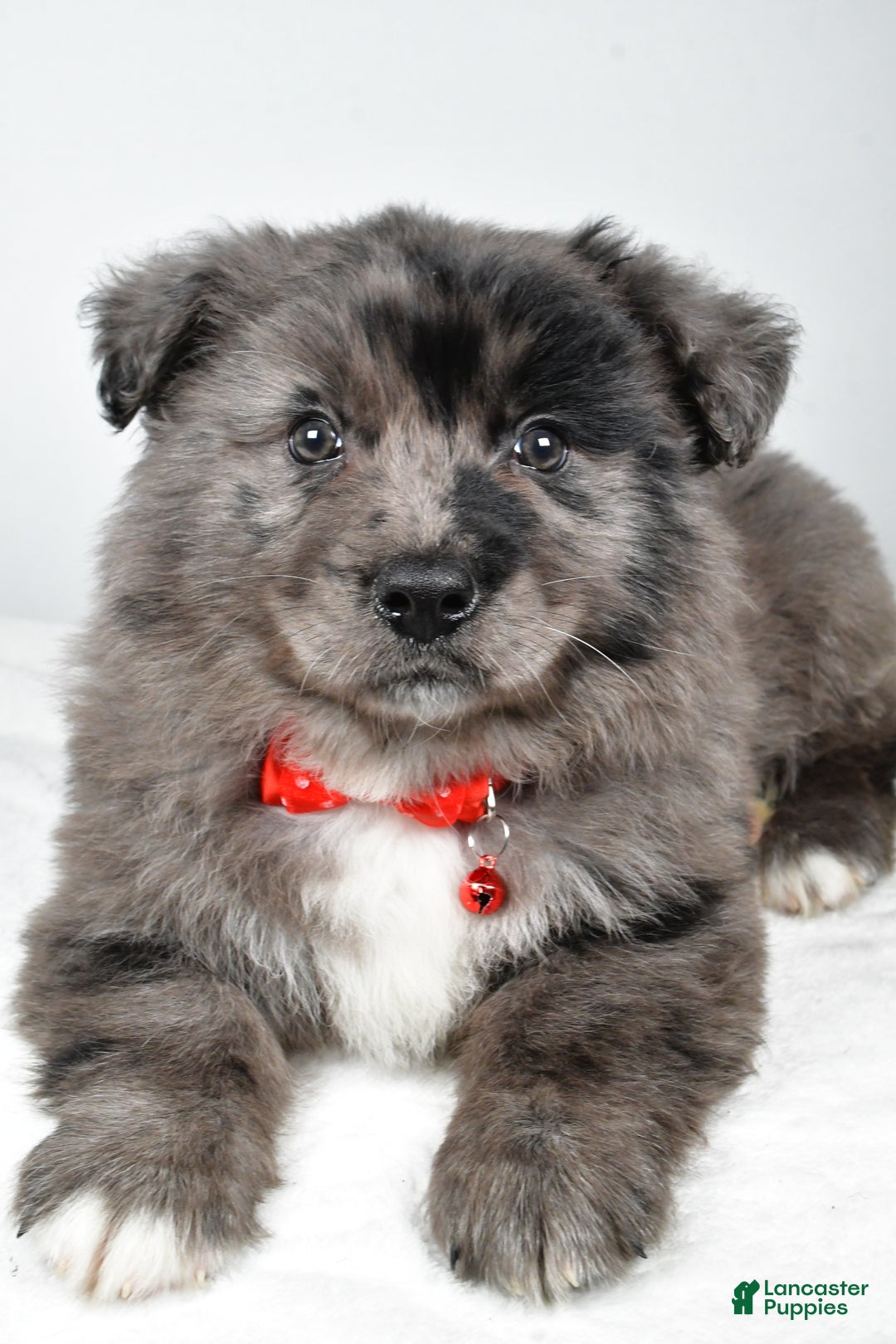 Mixed Breed dogs for sale: Peanut - Ad 7