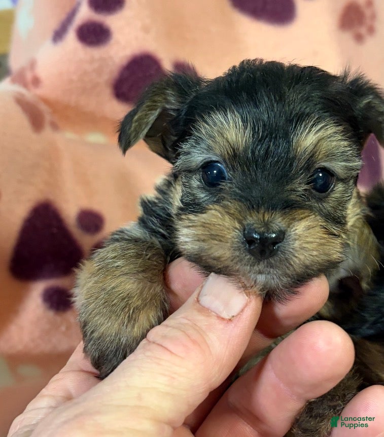 Yorkshire Terrier dogs Yorkshire Terrier Rusty Joe - Ad 24