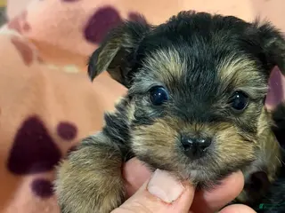 Yorkshire Terrier dogs Yorkshire Terrier Rusty Joe - Ad 24