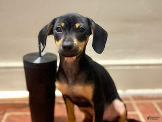 Mixed Breed dogs Pocket Pet 1 - Ad 14