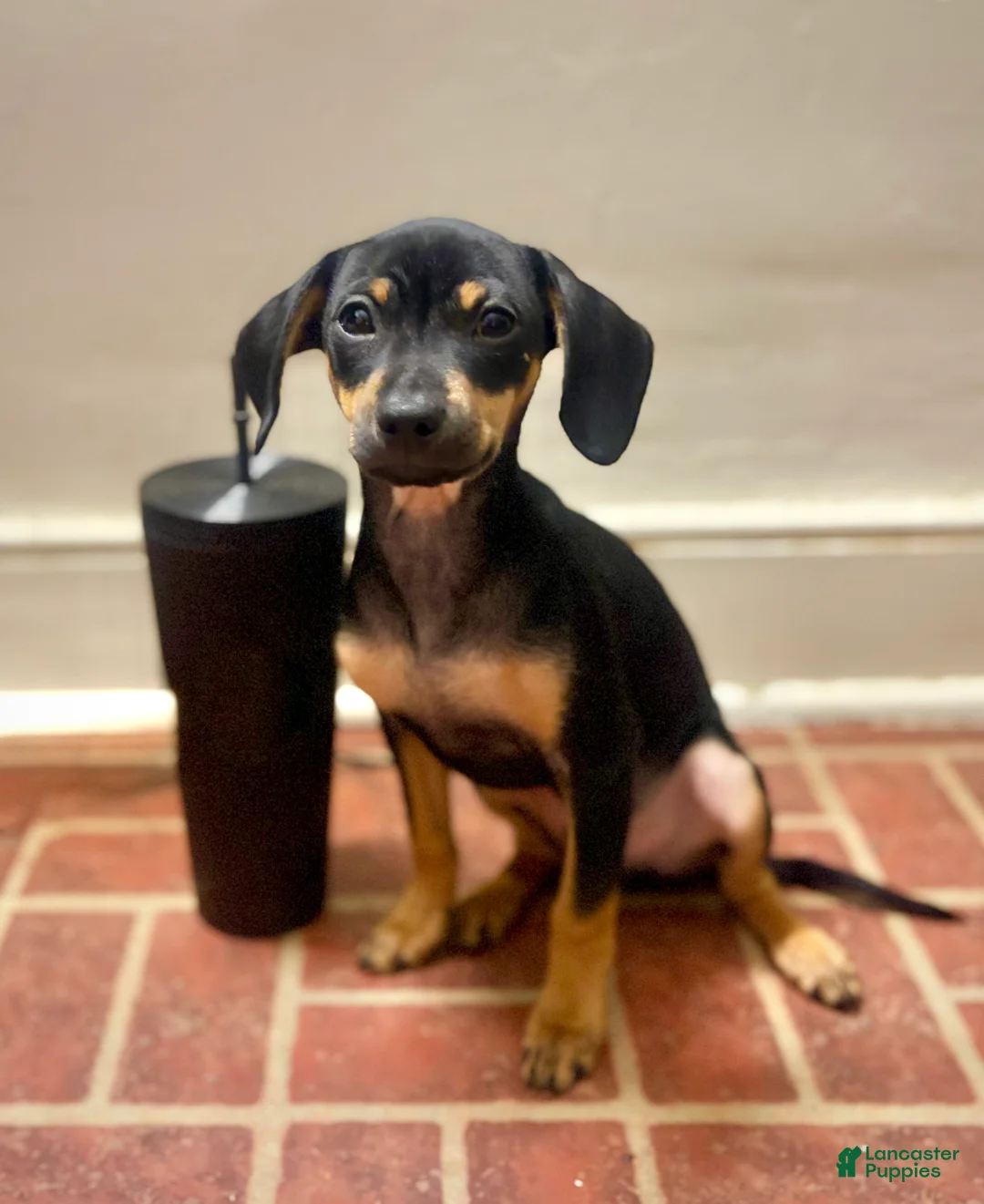 Mixed Breed dogs for sale: Pocket Pet 1 - Ad 1