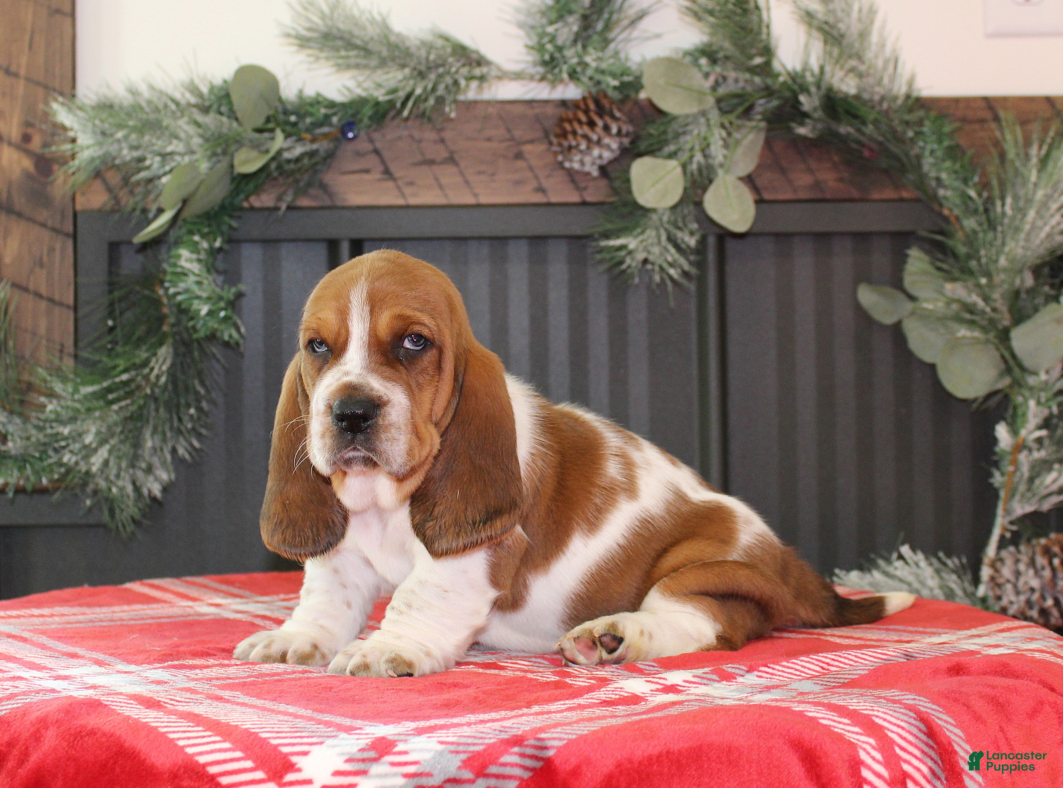 Basset Hound dogs Cinnamon - Ad 2