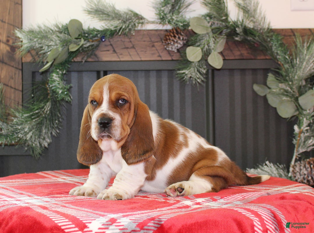 Basset Hound dogs for sale: Cinnamon - Ad 1
