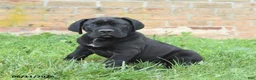 Cane Corso dogs for sale: Dune - Ad 10
