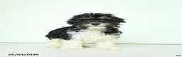 Havapoo dogs for sale: Happy - Ad 3