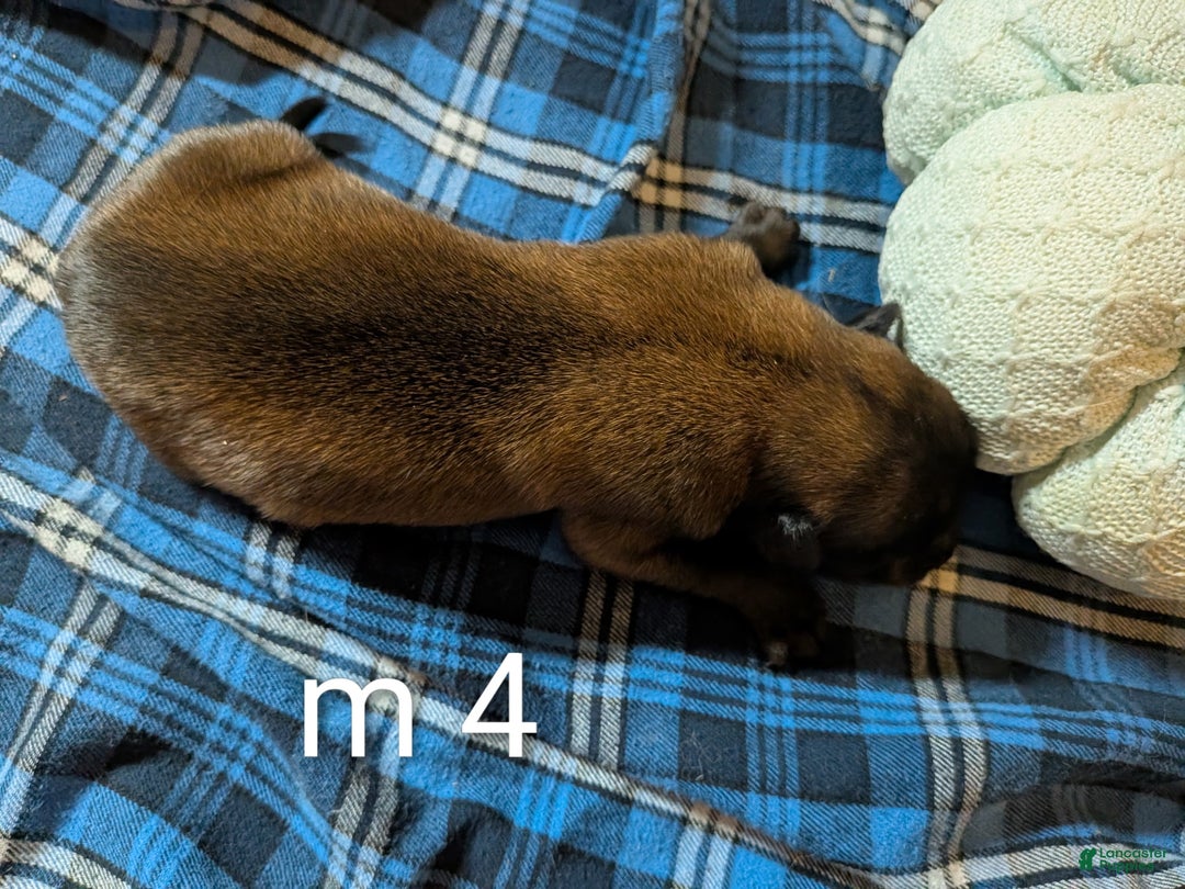 Belgian Malinois dogs for sale: Belgian Malinois Puppy 4 - Ad 2