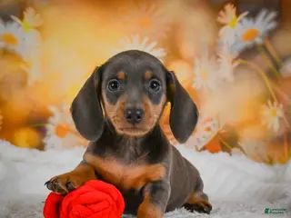 Miniature Dachshund dogs for sale: Dory - Ad 4