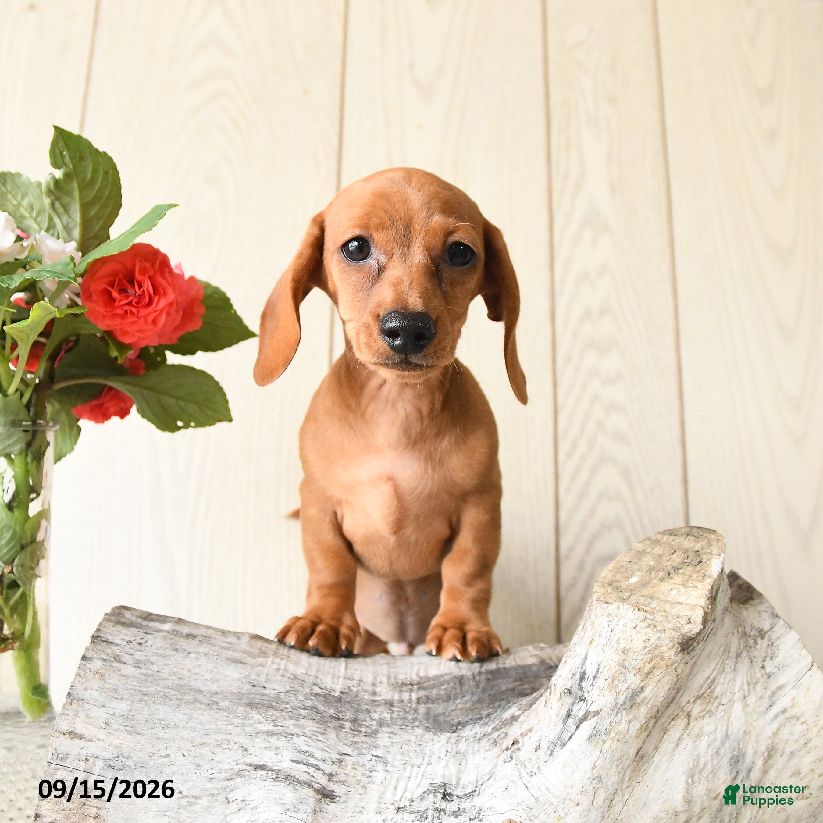 Miniature Dachshund dogs Ronny - Ad 1