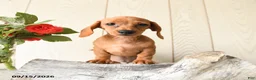 Miniature Dachshund dogs for sale: Ronny - Ad 1
