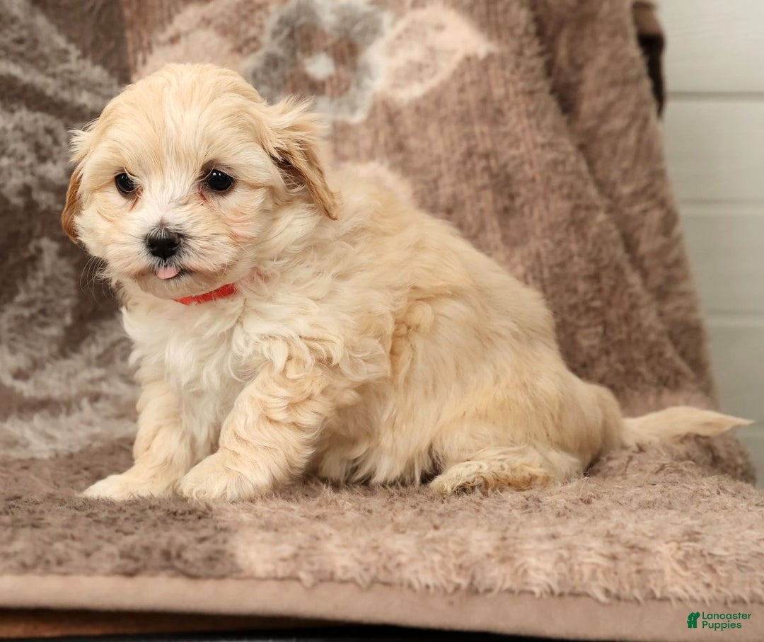 Maltipoo dogs for sale: Molly - Ad 9