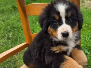 Bernese Mountain Dog dogs for sale: Bruno - Ad 1