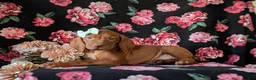 Vizsla dogs for sale: Kameron - Ad 4