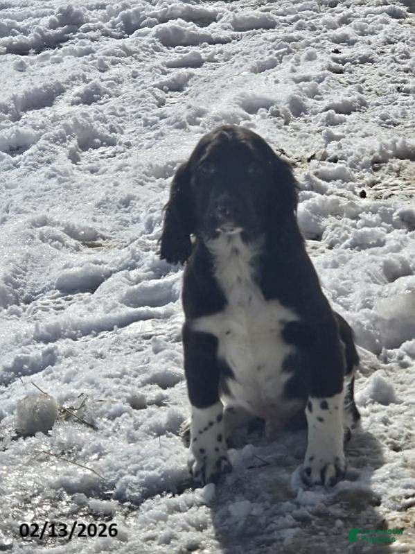 English Springer Spaniel dogs Pete - Ad 2