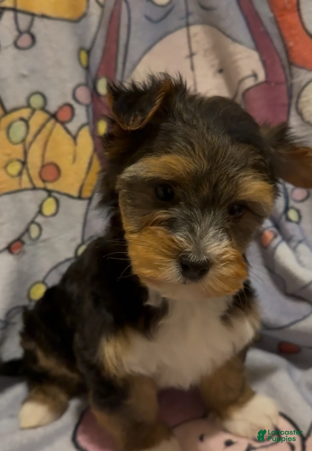 Yorkshire Terrier dogs for sale: Yorkshire Terrier Puppy 1 - Ad 5