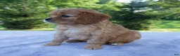 Mixed Breed dogs for sale: Royal - Ad 6