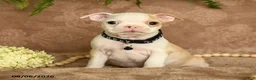 Boston Terrier dogs for sale: Mickey - Ad 1