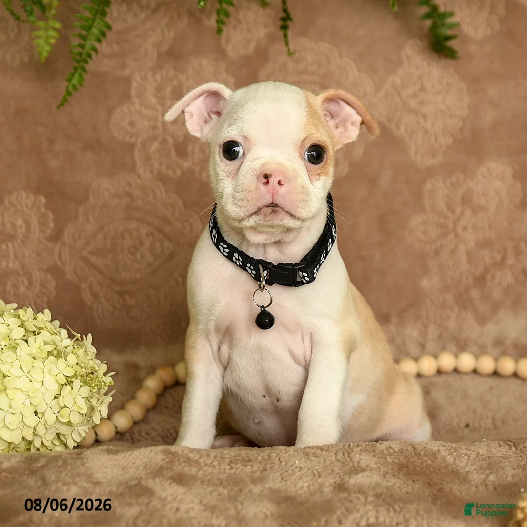 Boston Terrier dogs for sale: Mickey - Ad 1