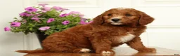 Mini Goldendoodle dogs for sale: Champ - Ad 5
