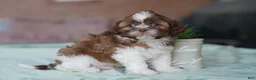 Shih Tzu dogs for sale: Male - Simon - Ad 4