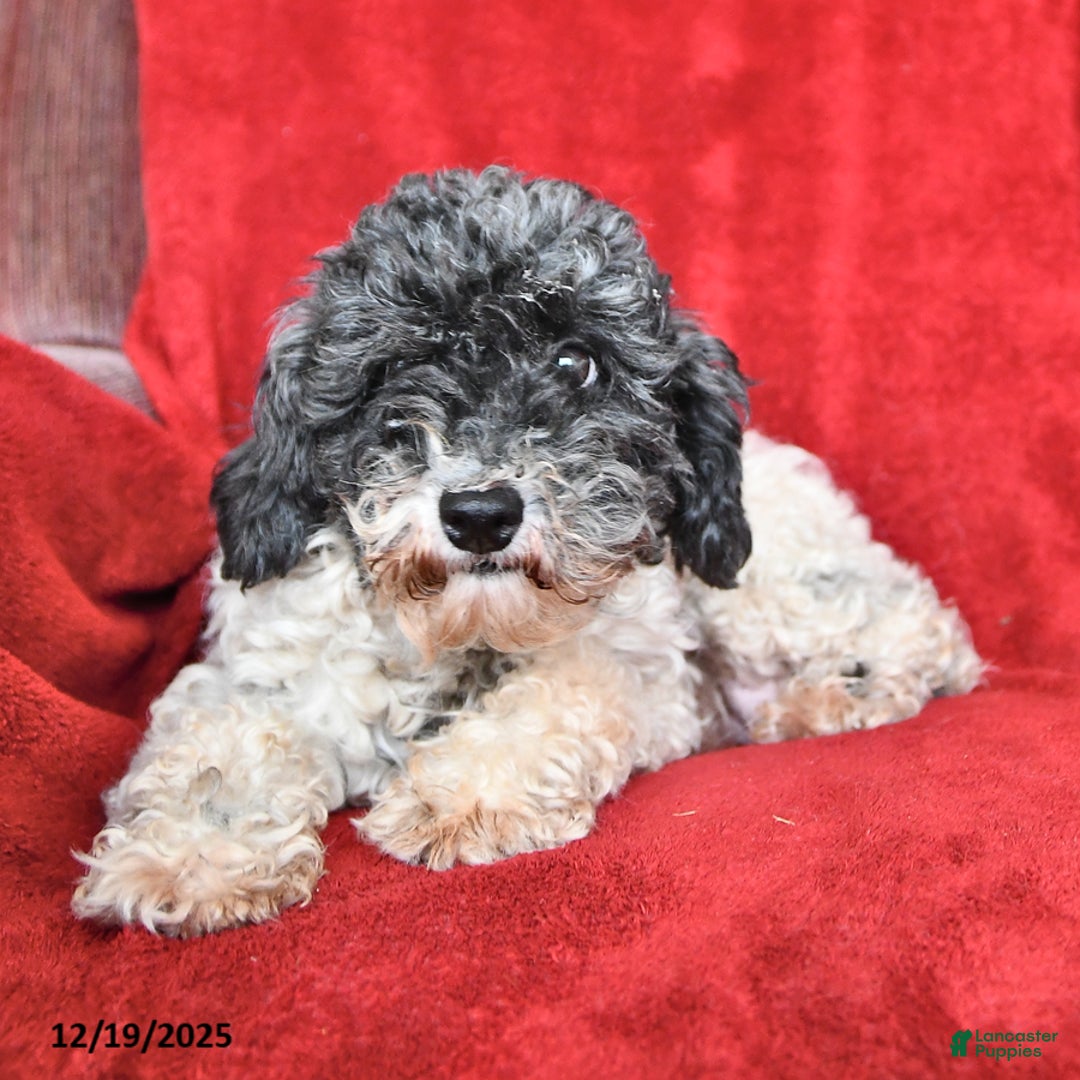 Cavapoo dogs for sale: Alex - Ad 6