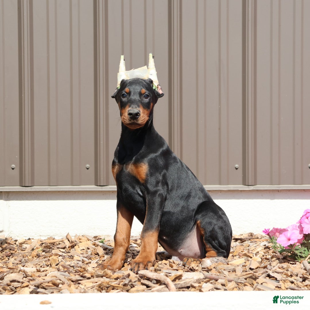 Doberman Pinscher dogs for sale: Dexter - Ad 2